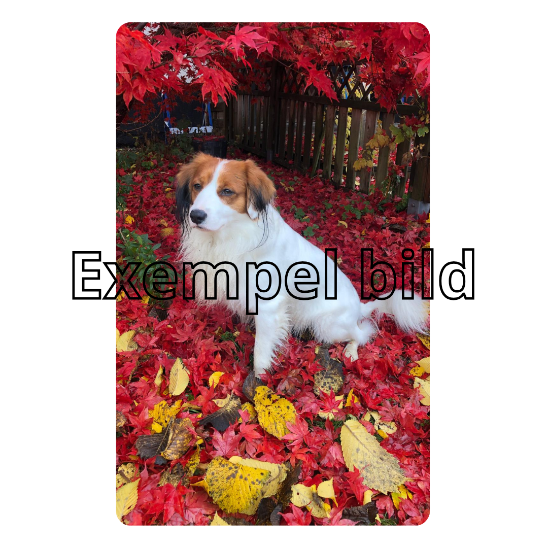 Egendesignat plastkort – Skapa ditt eget motiv i professionell kvalitet