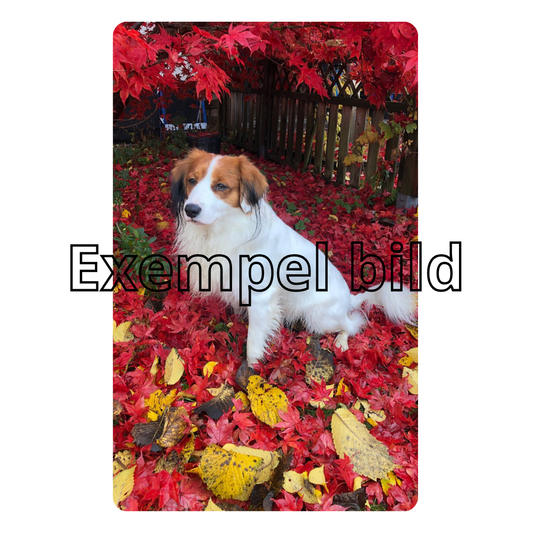 Egendesignat plastkort – Skapa ditt eget motiv i professionell kvalitet